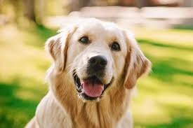 donperro